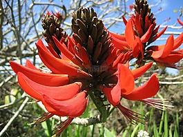 开花,红色,korallenbaum