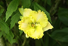 萱草,花園,花