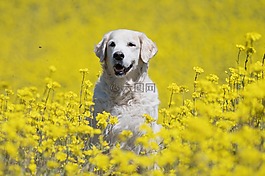 狗,金毛獵犬,ttierportrait