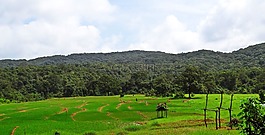稻田,丘陵,景觀