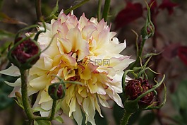粉紅色-黃色,性質(zhì),花