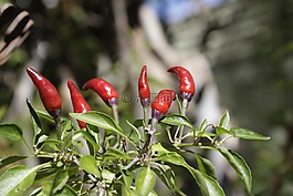 辣椒,性質(zhì),保護(hù)