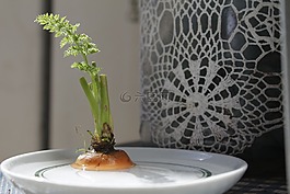 胡蘿卜,食品,電源