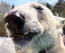熊,動物園,動物