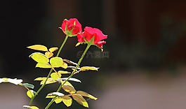 花,玫瑰,花瓣