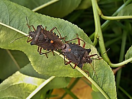 交配的bug,桃樹的葉子,宏
