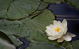 水百合,nannufero,花