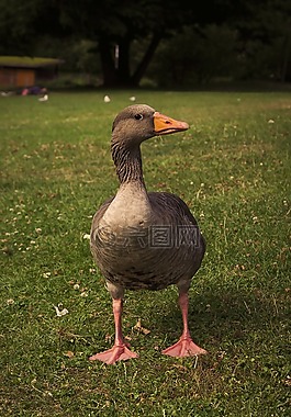 鴨,鳥,動物