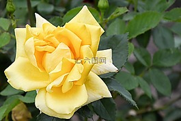 玫瑰,黃玫瑰,開花