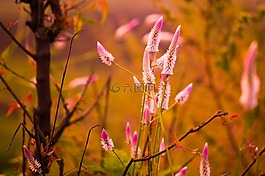 長花,開花,粉紅色