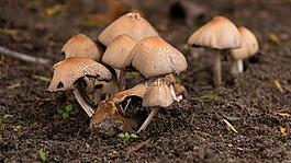 蘑菇,秋季,性質(zhì)