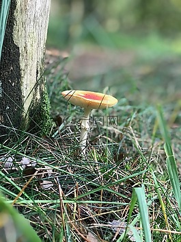 秋季,林,蘑菇