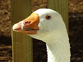 鵝,動物,家禽