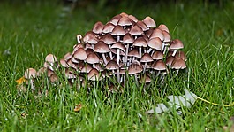 蘑菇,秋季,性質(zhì)