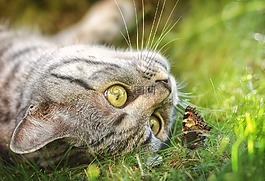 猫,蝴蝶,国内的猫