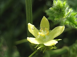 舒舒植物,花,開花