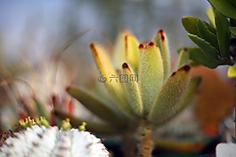 仙人掌,多汁,肉質(zhì)植物