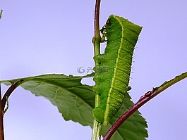 卡特彼勒,蝴蝶,昆蟲