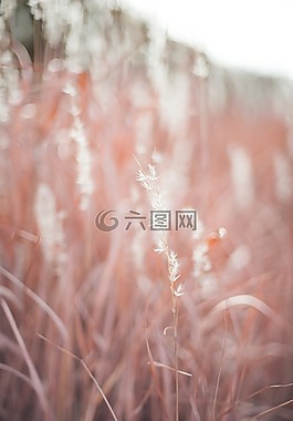 原野,草,自然
