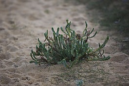 植物,砂,植物海