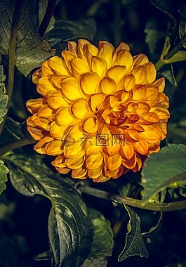 嬌琴紗,開花,菊科