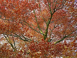 樹,紅葉,春