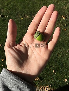 手,堅果,戶外
