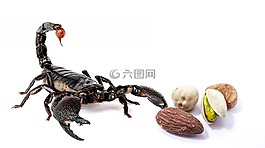 榛子,蝎,食品