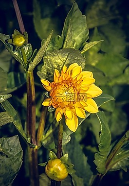 嬌琴紗,開花,菊科