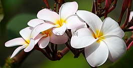 姜黄色百合花,花园,花