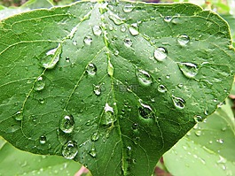 雨滴,綠葉,自然