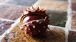 板栗,搖枕,秋季