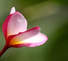 姜黃色百合花,粉紅色,花