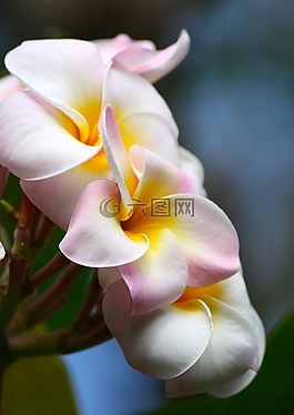 姜黃色百合花,花園,粉紅色