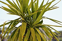 棕櫚,植物,葉綠色