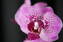 蘭花,熱帶,異國情調(diào)