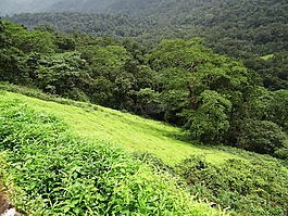 山,印度,西高止山脈