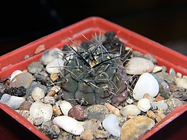 gymnocalycium,仙人掌,多汁