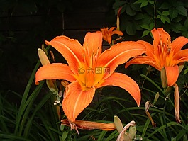 鲜花,花园,布鲁姆