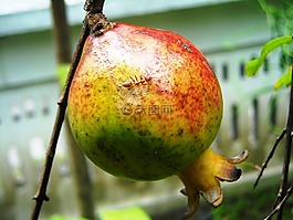 石榴,水果,螞蟻