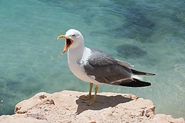 海鷗,鳥(niǎo),肖像