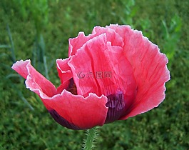 粉紅色的罌粟花,農(nóng)作物,農(nóng)業(yè)