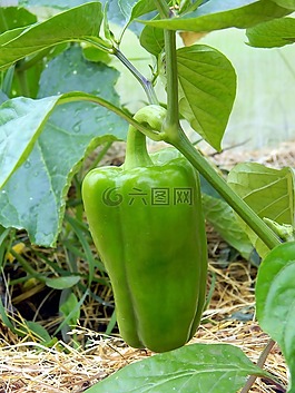 辣椒,溫室,耕作