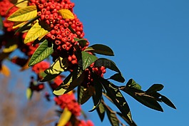 漿果,樹(shù),秋
