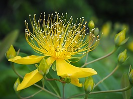 biyouyanagi,biyoyanagi,鮮花