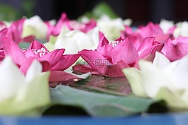 蓮花,花,植物