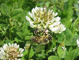 蜜蜂,花卉,szupermakró