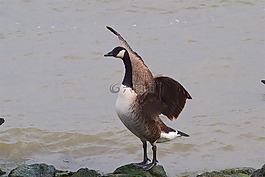 鵝,水,河