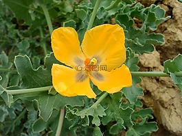 黃色花,綠色,性質(zhì)