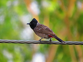 鳥,自然,攝影